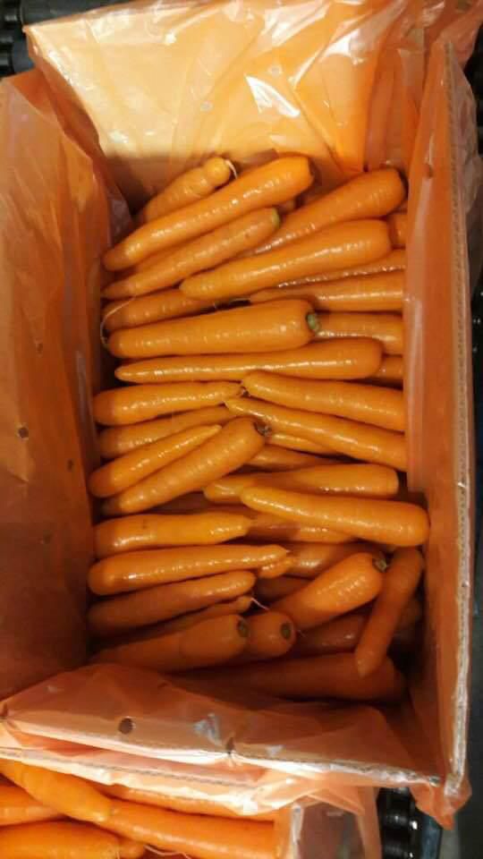 Carrot