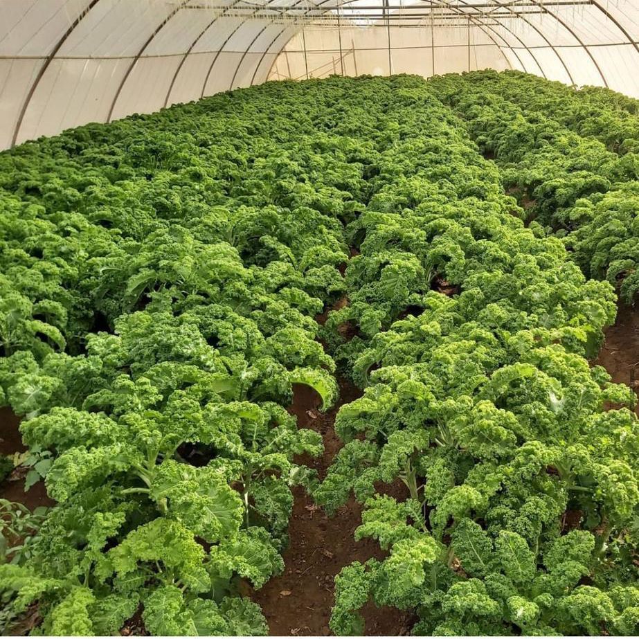 Kale