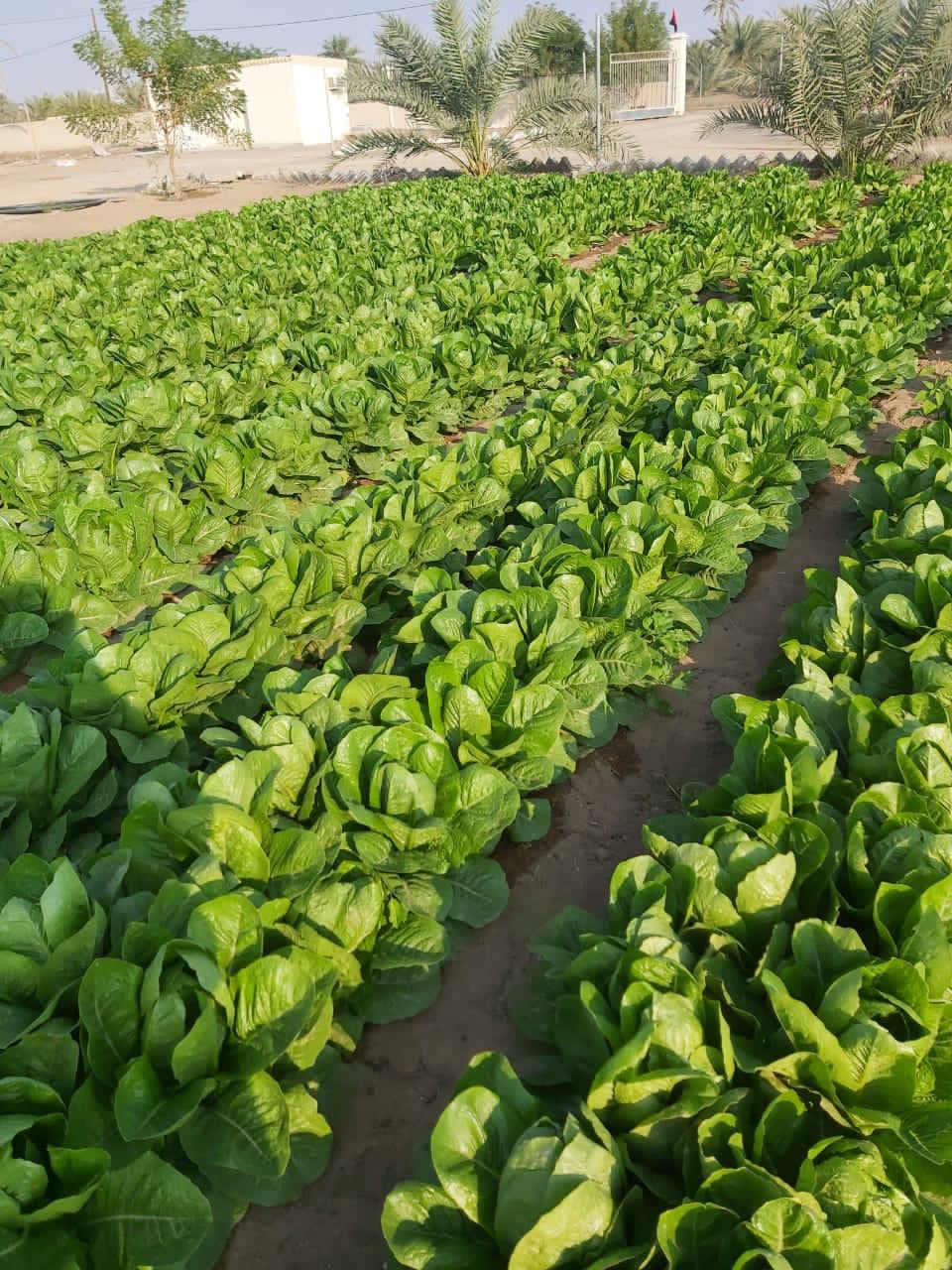 Lettuce